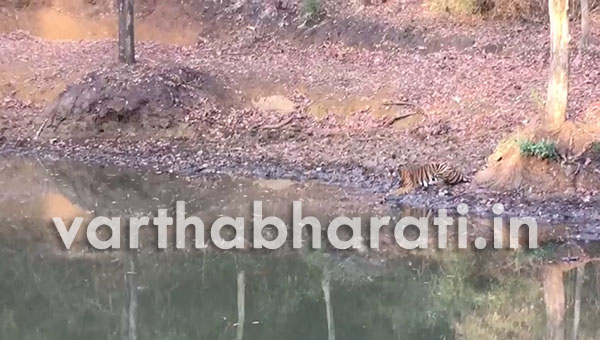 ದಾಹದಿಂದ ಬಳಲಿದ ಹುಲಿಗೆ ಕೊನೆಗೂ ಸಿಕ್ಕಿತು ನೀರು!